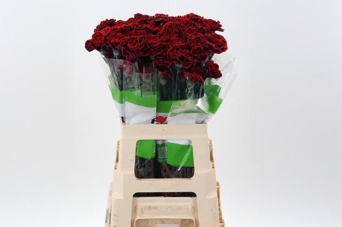 Dianthus standaard kleurbehandeld H%