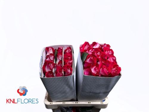 Rosa grootbloemig Bluez+