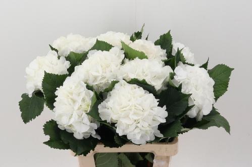 Hydrangea macrophylla 'Chelsea'