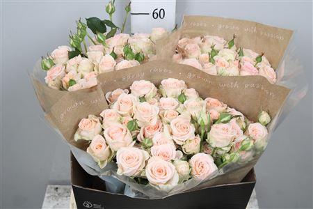 Rosa tros Morning Star