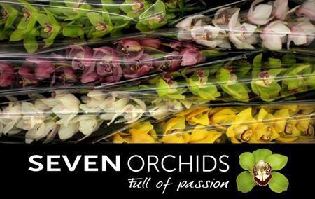 Cymbidium grootbloemig per tak gemengd