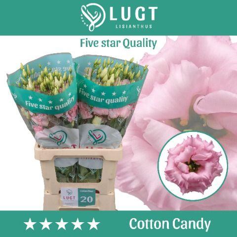 Eustoma russellianum gevuldbloemig 'Cotton Candy'