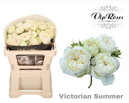 Rosa tros Victorian Summer+
