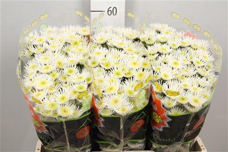 Chrysanthemum (Indicum Grp) tros santini Maradona
