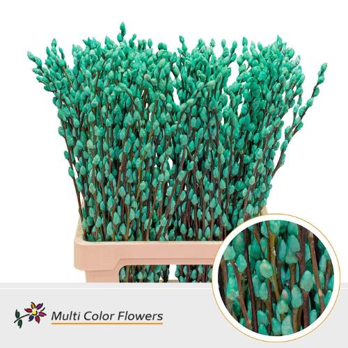 Salix caprea 'Snow Flake' kleurbehandeld H%