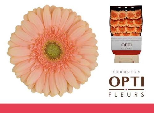 Gerbera grootbloemig Pre - Extase