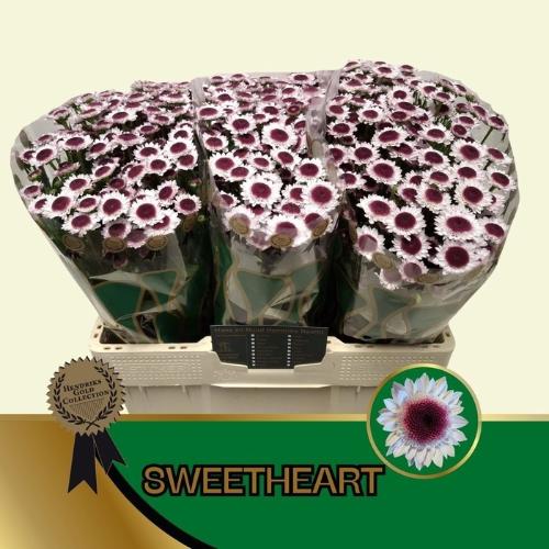 Chrysanthemum Indicum Grp tros santini Sweetheart