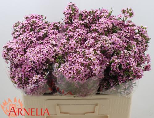 Chamelaucium 'Alouana'
