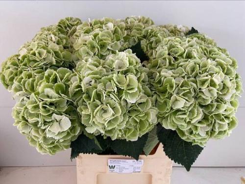 Hydrangea macrophylla Royal Princess (classic)