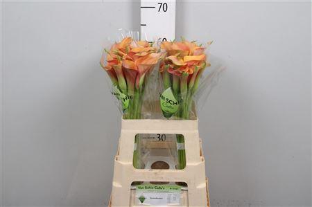 Zantedeschia 'Sunset Passion'