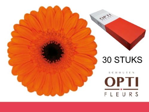 Gerbera mini 'Caramba'