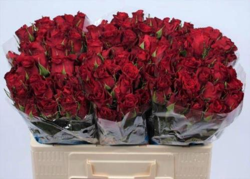 Rosa grootbloemig Burgundy