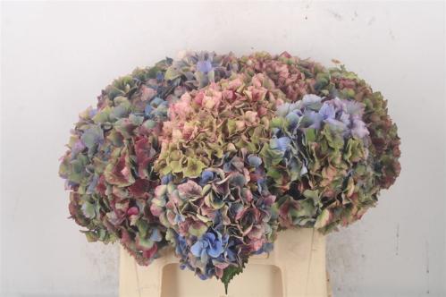 Hydrangea overig doorgekleurd