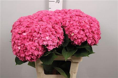 Hydrangea macrophylla Royal Kiss