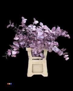 Eucalyptus cinerea kleurbehandeld per bos H%