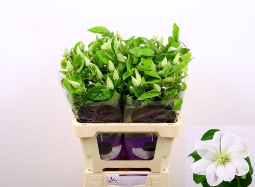 Clematis Amazing Vienna