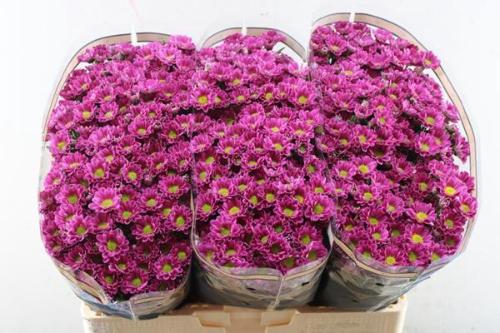 Chrysanthemum (Indicum Grp) tros santini Rossi Splendid