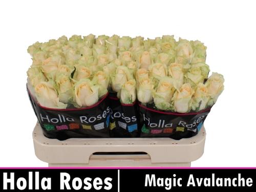 Rosa grootbloemig Magic Avalanche+
