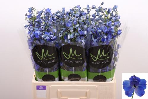 Delphinium enkelbloemig cultorum Bella Andes Azure