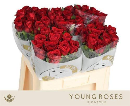 Rosa grootbloemig Red Naomi!