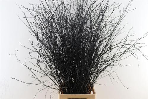 Betula kleurbehandeld H%