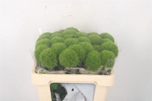 Dianthus barbatus Kiwi Mellow