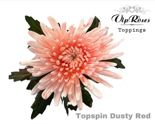 Chrysanthemum geplozen kas kleurbehandeld H%