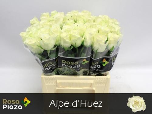 Rosa grootbloemig Alpe D'Huez