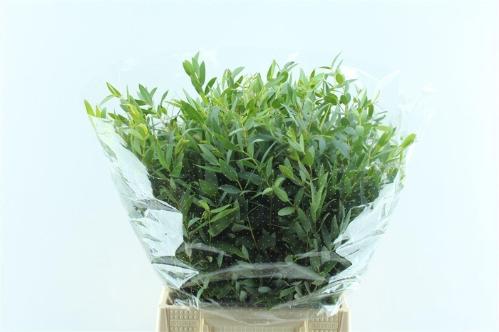 Eucalyptus per bos parvifolia