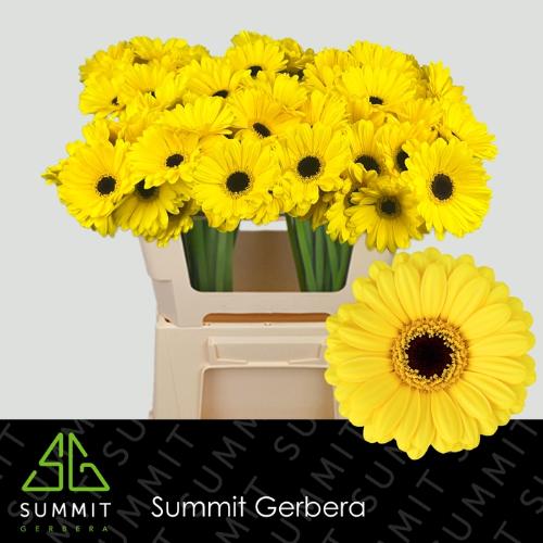 Gerbera mini Sunshine