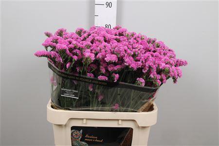 Limonium sinuatum Raspberry Wings