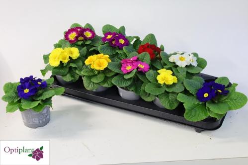 Primula Acaulis Grp Paradiso Mid-Early gemengd