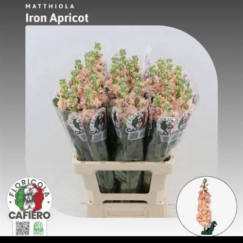 Matthiola incana 'Iron Apricot'