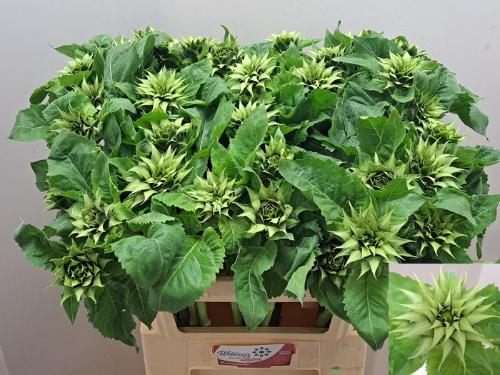 Helianthus overig