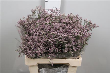 Limonium Safora Oshi Pink
