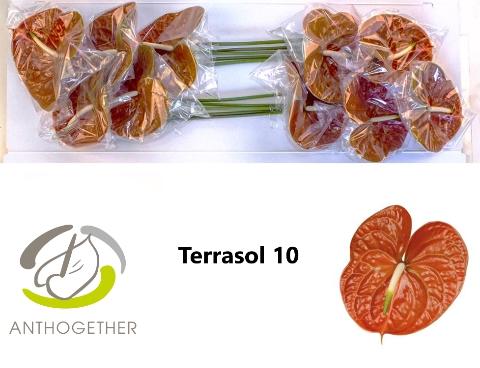 Anthurium Andreanum Grp Terrasol