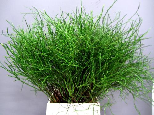 Vaccinium myrtillus per bos