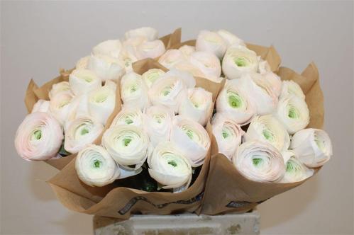 Ranunculus asiaticus Succes Hanoi