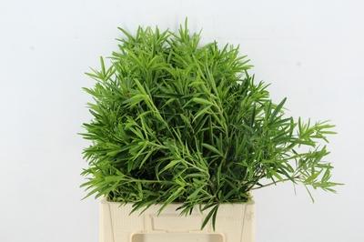 Choisya ternata 'Lich'