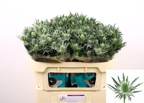 Eryngium Sirius Questar