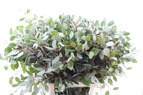 Eucalyptus per bos populifolia