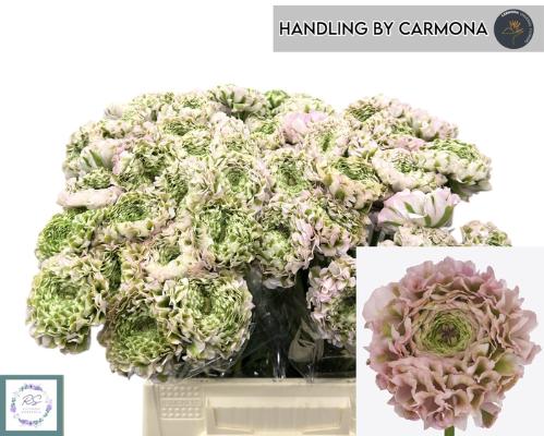 Ranunculus asiaticus Pon Pon Candy