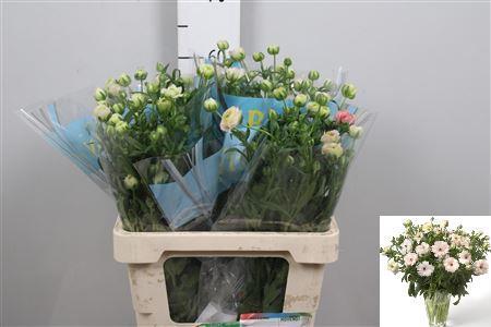 Ranunculus Butterfly Ariadne