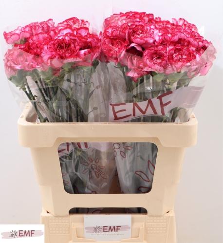 Dianthus standaard Bacarat Purple