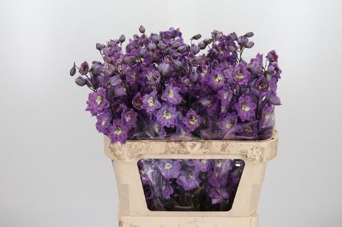 Delphinium Elatum Grp dubbelbloemig 'Dewi Pink Floyd'