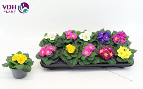 Primula Acaulis Grp Paradiso Mid-Early gemengd
