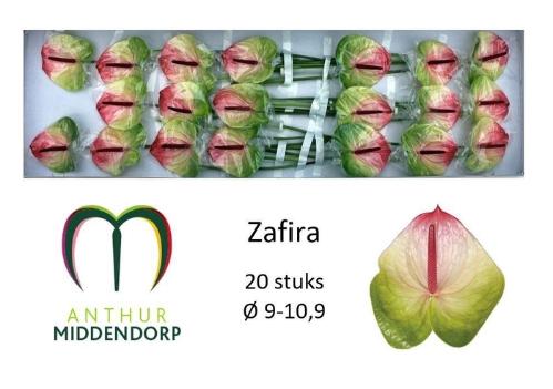 Anthurium Andreanum Grp Zafira