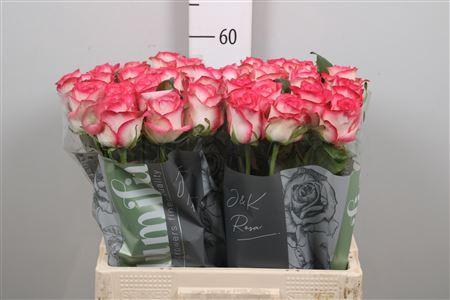 Rosa grootbloemig Jumilia