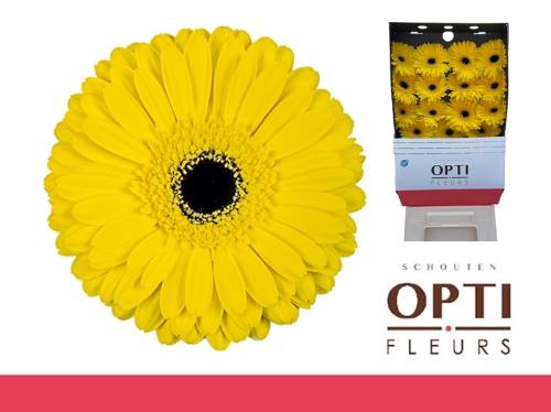 Gerbera grootbloemig 'Don Leo'