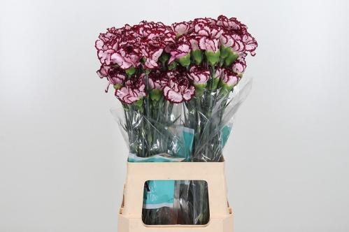 Dianthus standaard overig